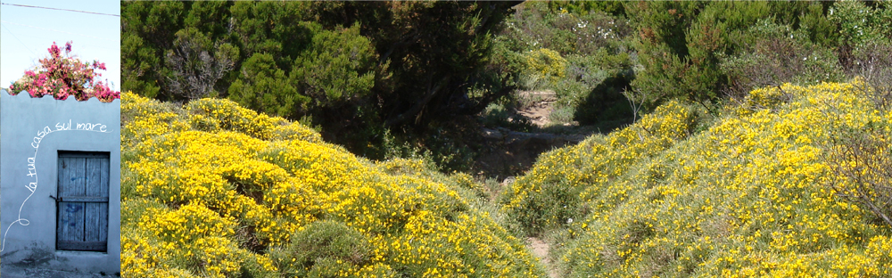 Isola d'Elba